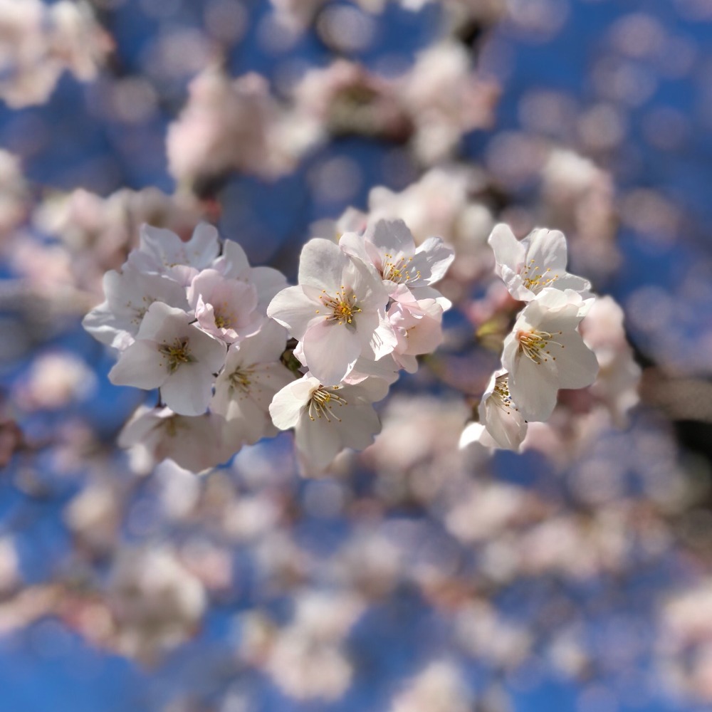 Meet your Posher, Wendy